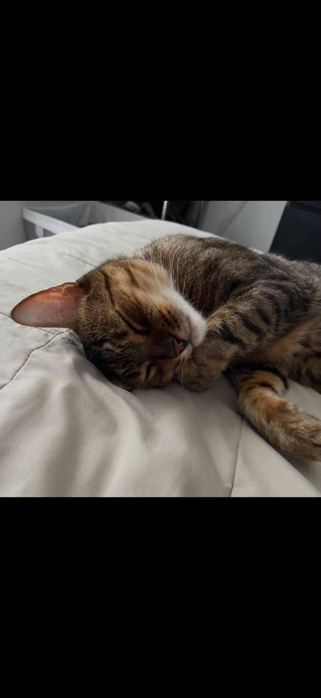Enlarge Canelo - FL, a Adoptable Bengal in Louisville, KY image 5/5