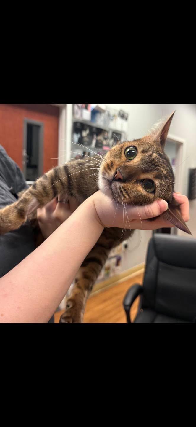 Enlarge Canelo - FL, a Adoptable Bengal in Louisville, KY image 2/5