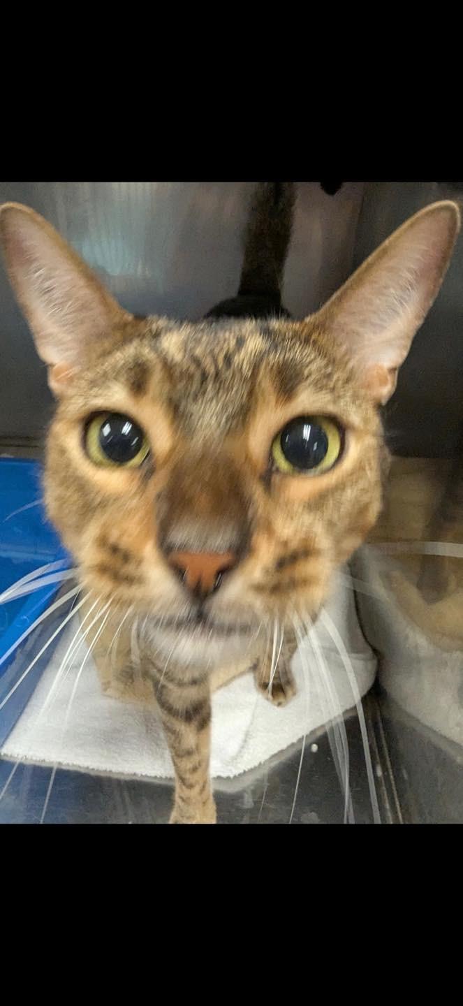Canelo - FL, Adoptable, Adult Male Bengal.