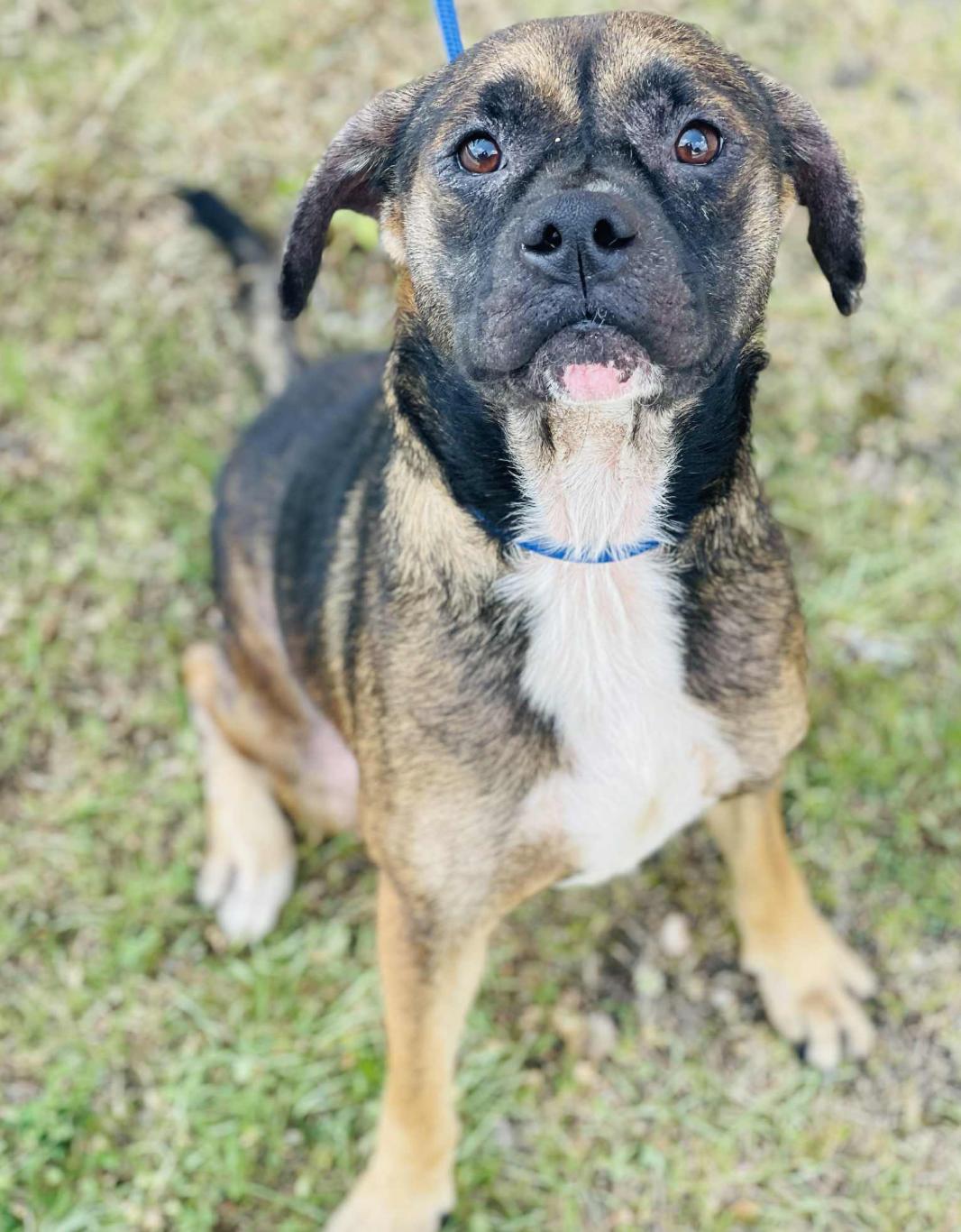 RESCUE ONLY- What does that mean This sweet baby cannot be adopted out to the public without a litt