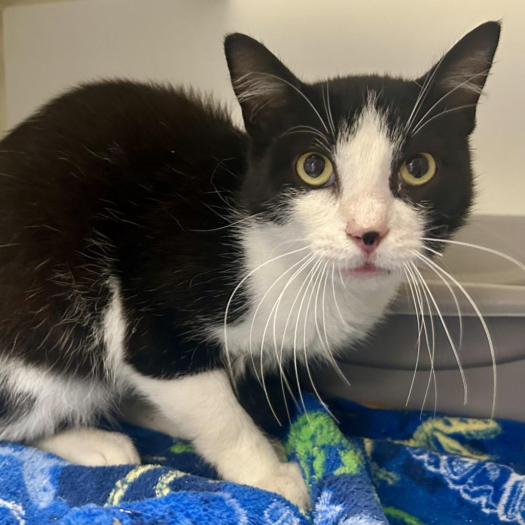 Sal is at Petco, Adoptable, Adult Male Domestic Short Hair.