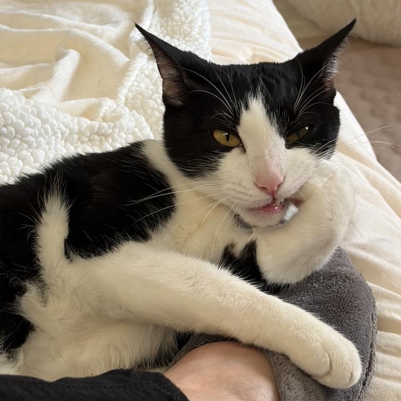 Jjajang *COURTESY POST*, ADOPTABLE, Adult Female Domestic Short Hair.