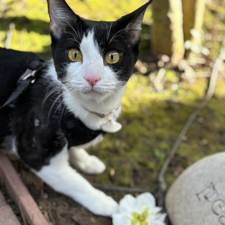 Enlarge Jjajang *COURTESY POST*, a ADOPTABLE mixed breed in Sacramento, CA image 2/3