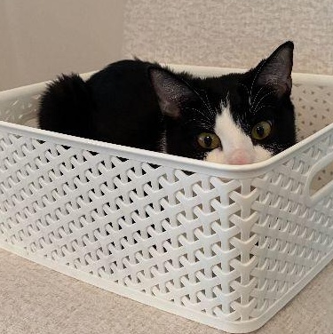 Enlarge Jjajang *COURTESY POST*, a ADOPTABLE mixed breed in Sacramento, CA image 3/3