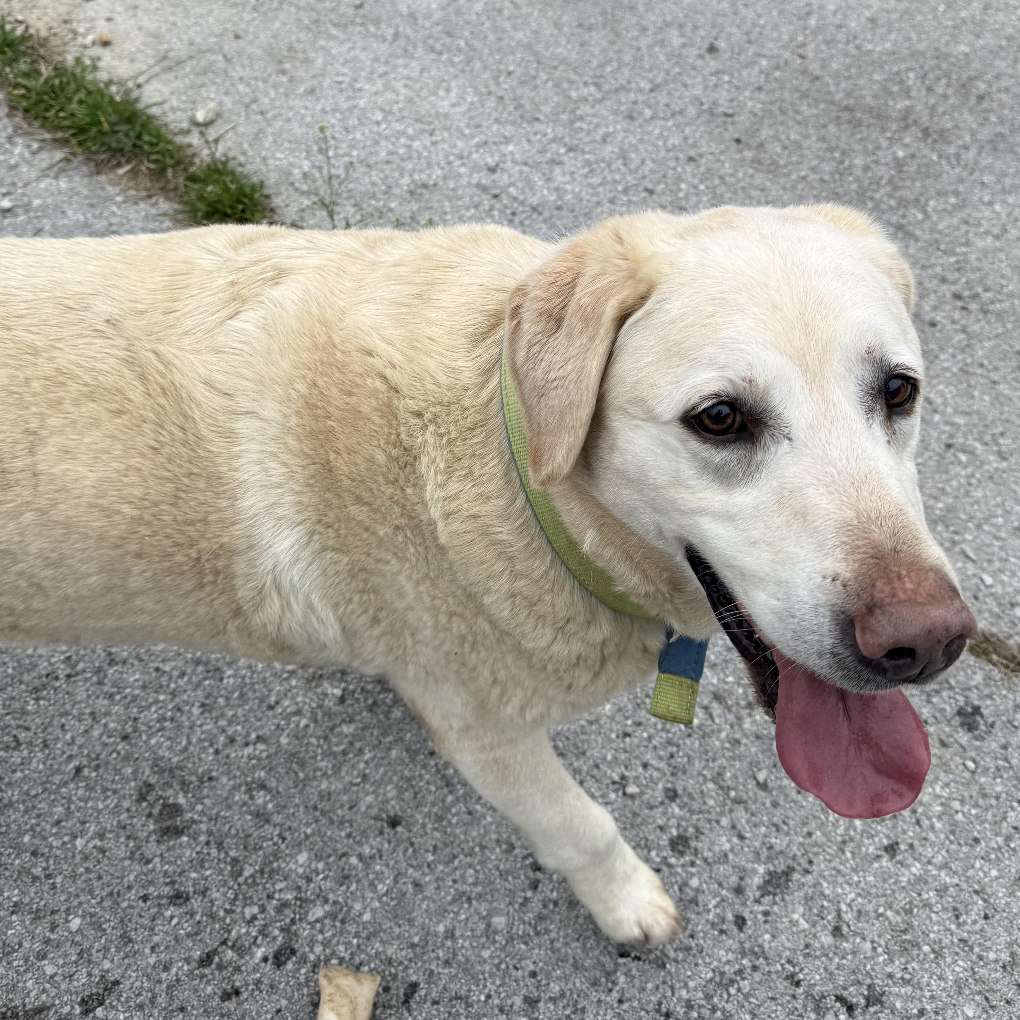 Enlarge Polar Bear, a Adoptable Yellow Labrador Retriever in Lewisburg, TN image 3/3