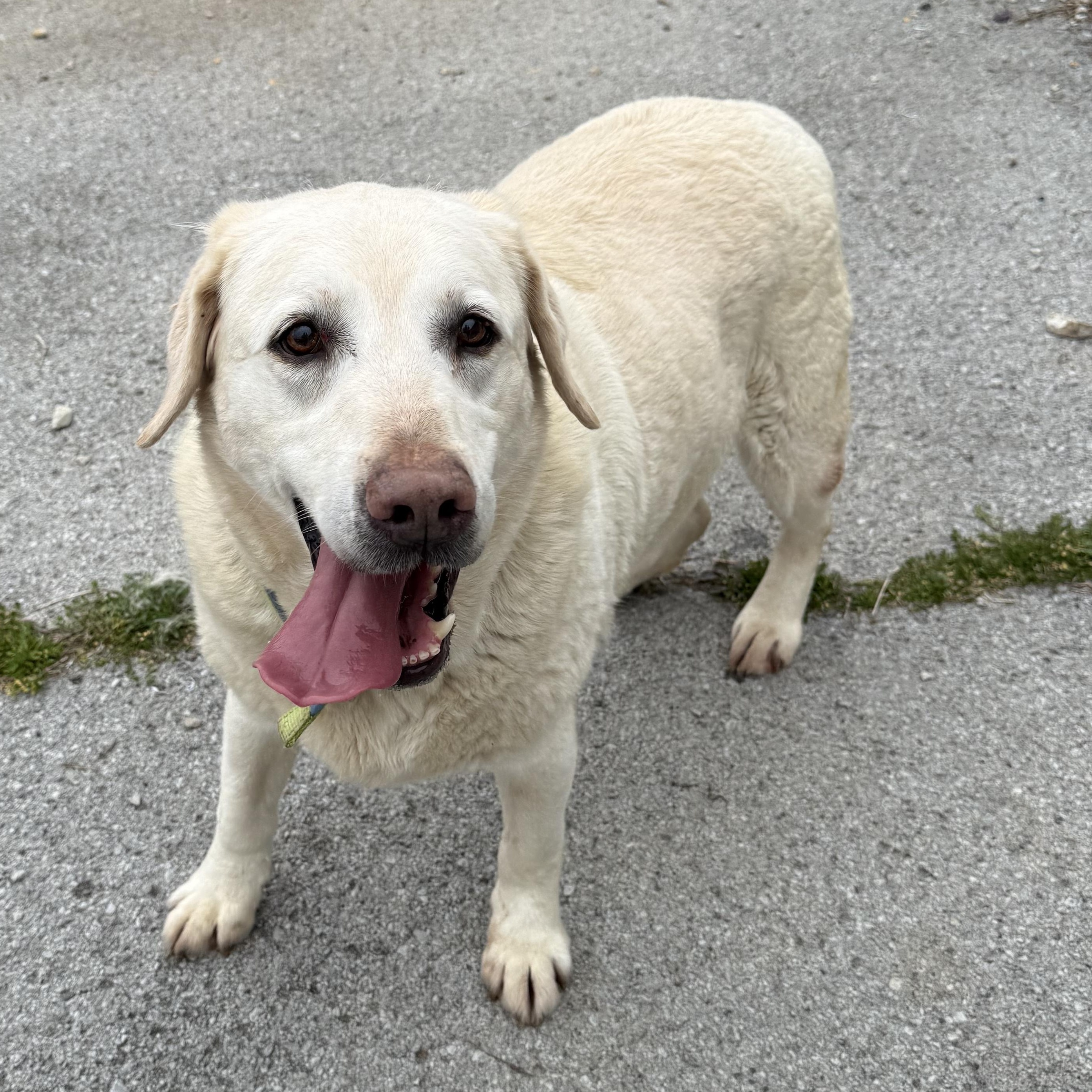Enlarge Polar Bear, a Adoptable Yellow Labrador Retriever in Lewisburg, TN image 2/3