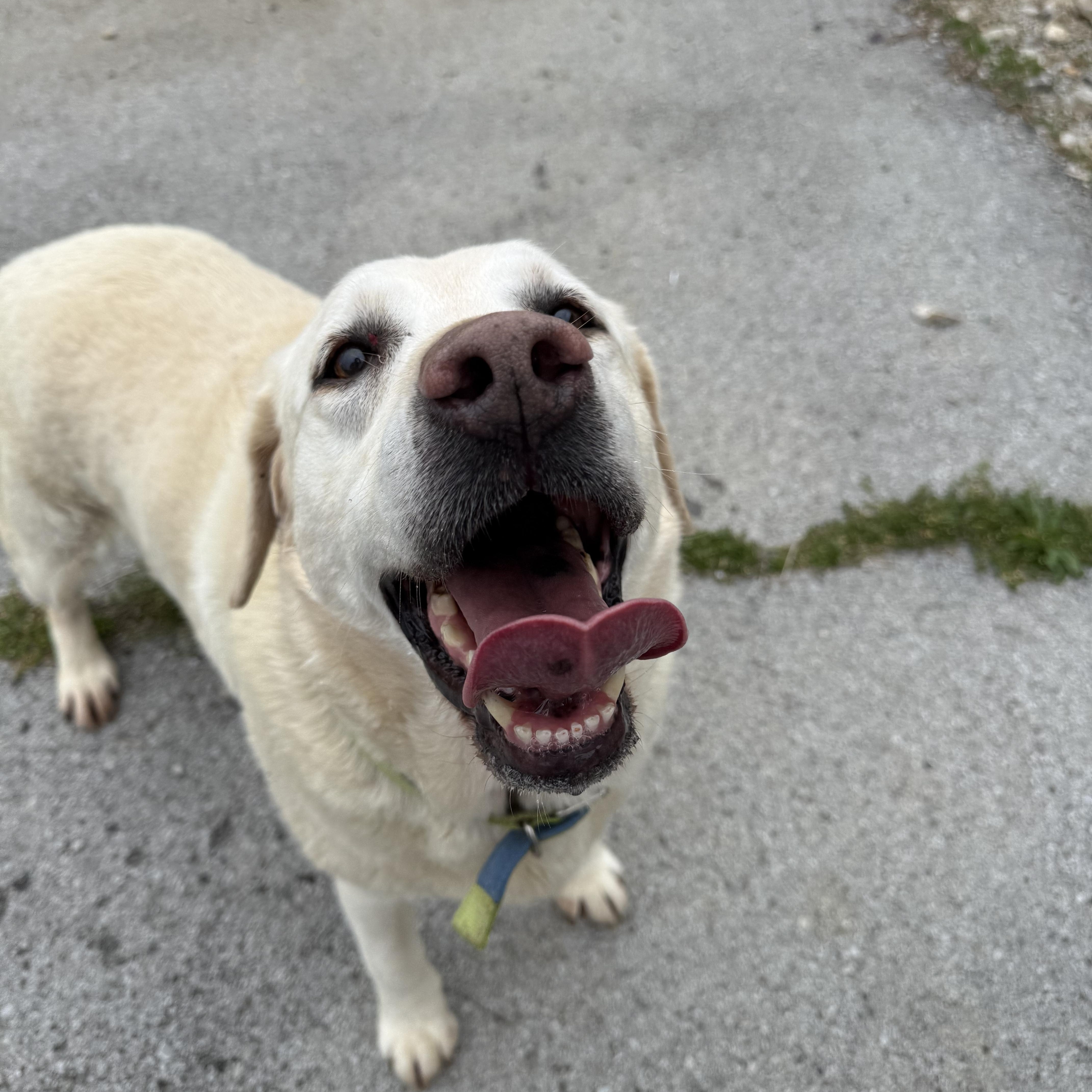 Polar Bear, Adoptable, Adult Male Yellow Labrador Retriever.