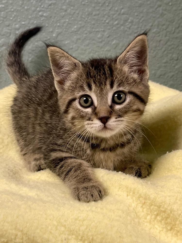 Enlarge Cola, a Adoptable mixed breed in Jamestown, CA image 1/1