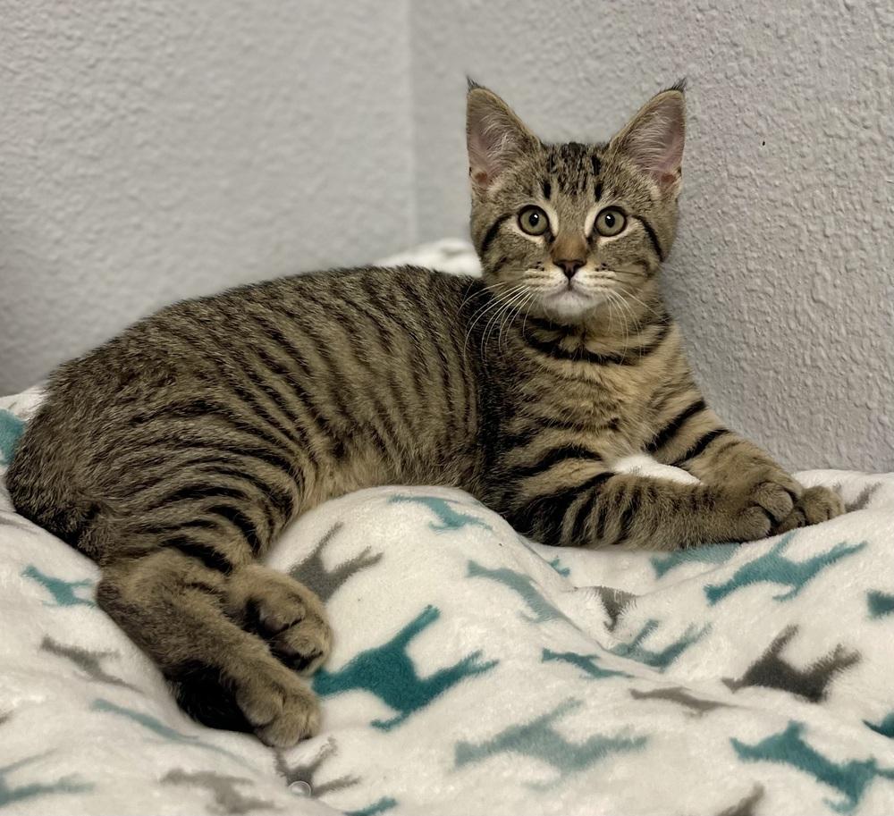 Enlarge Cola, a Adoptable mixed breed in Jamestown, CA image 1/1