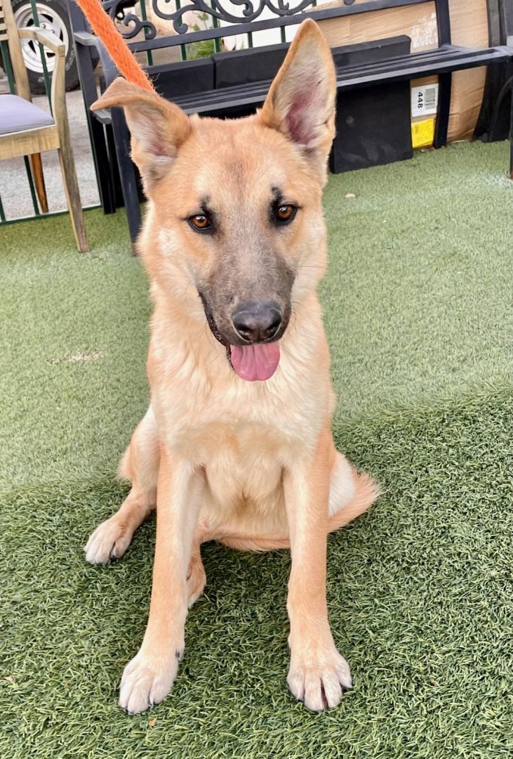 Henry, a Adoptable Shepherd in Canoga Park, CA image 4/6