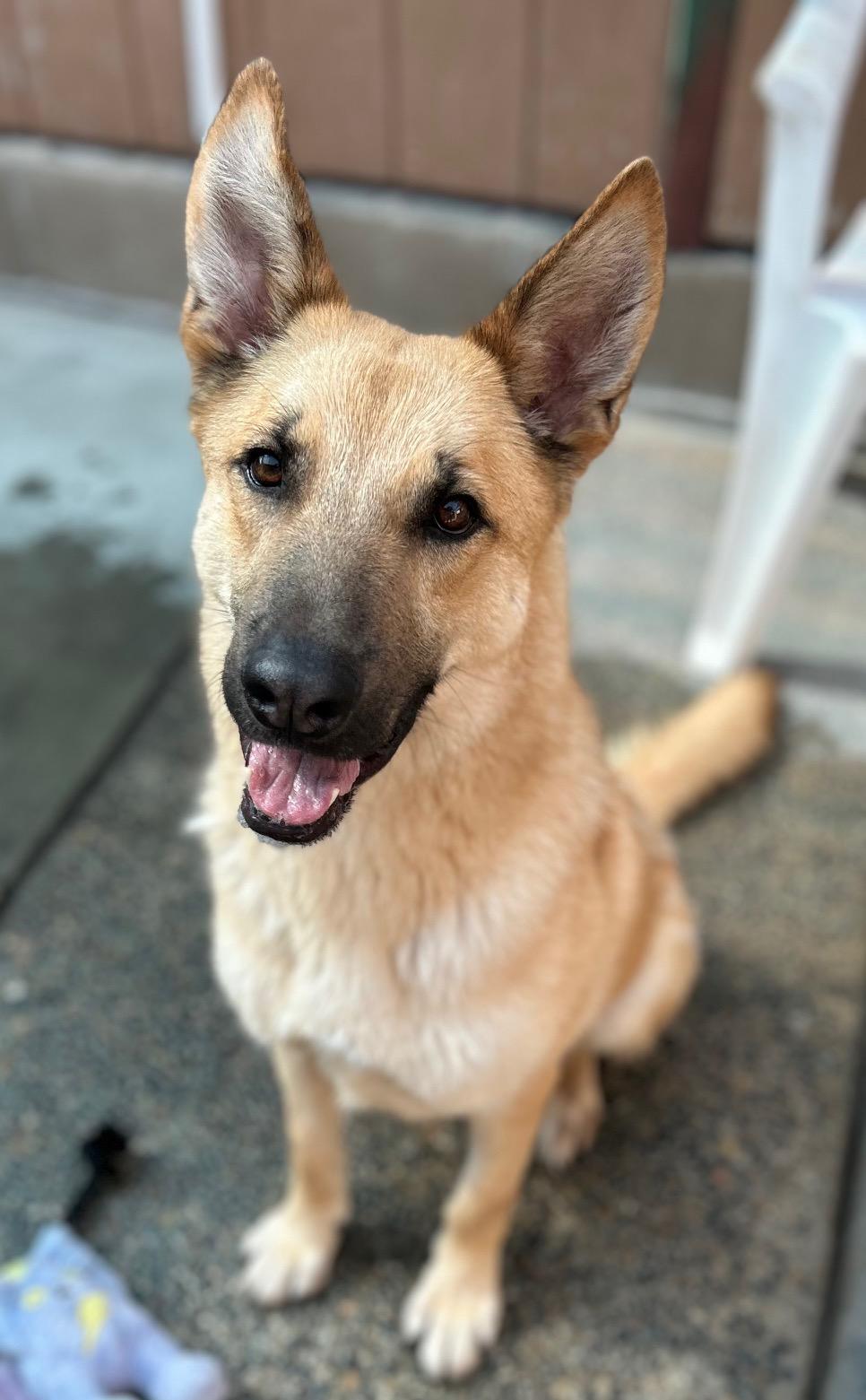 Henry, a Adoptable Shepherd in Canoga Park, CA image 1/6