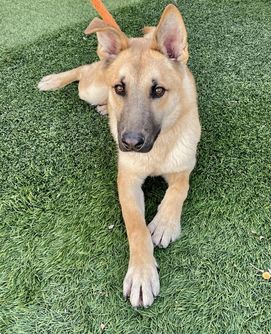 Henry, a Adoptable Shepherd in Canoga Park, CA image 5/6