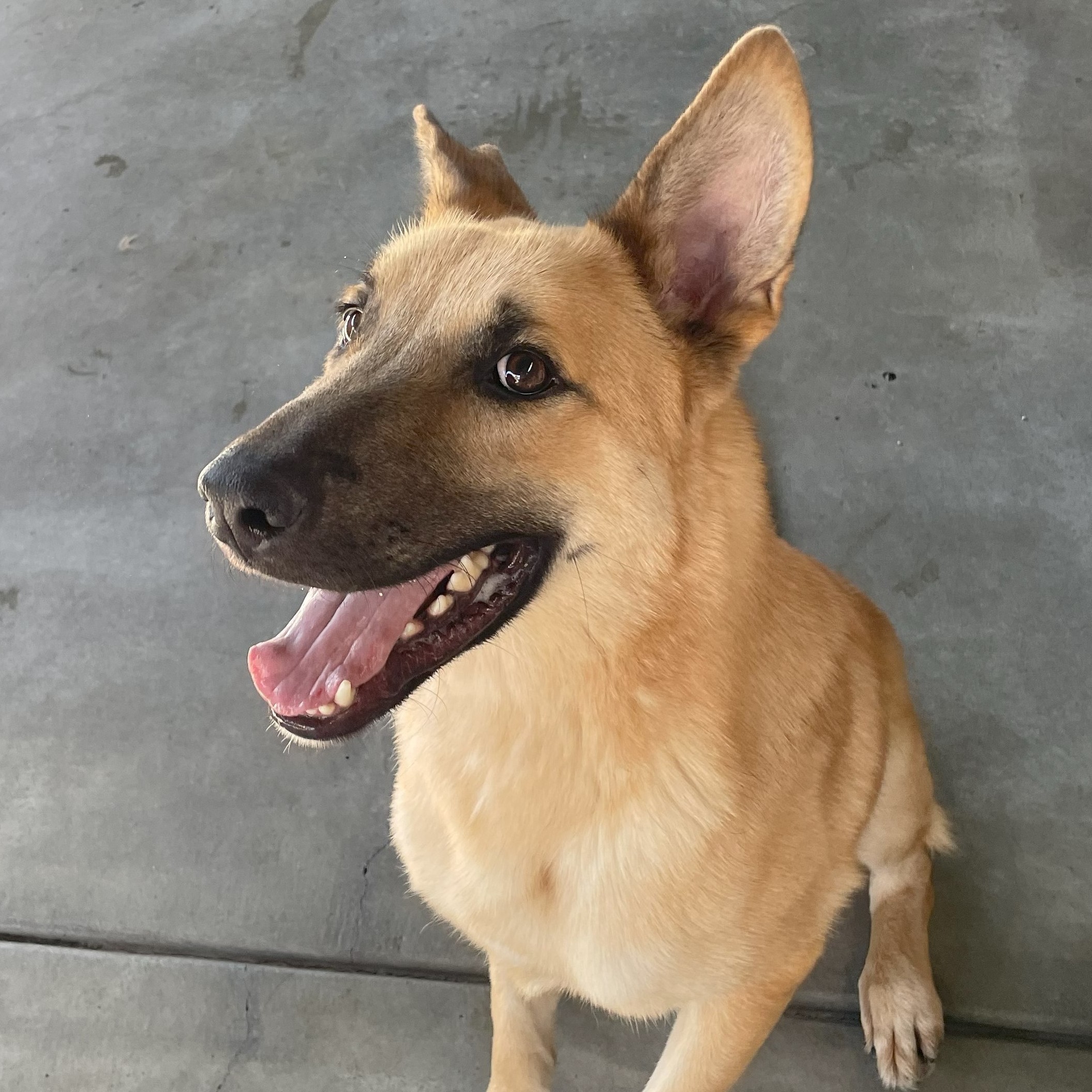 Henry, a Adoptable Shepherd in Canoga Park, CA image 6/6