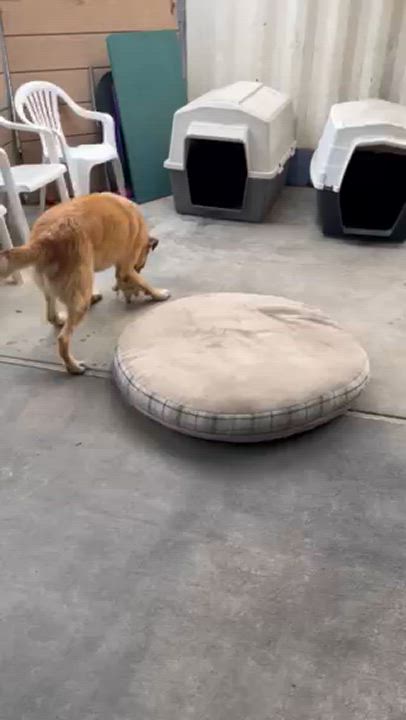 Enlarge Henry, a Adoptable Shepherd in Canoga Park, CA video 3/6