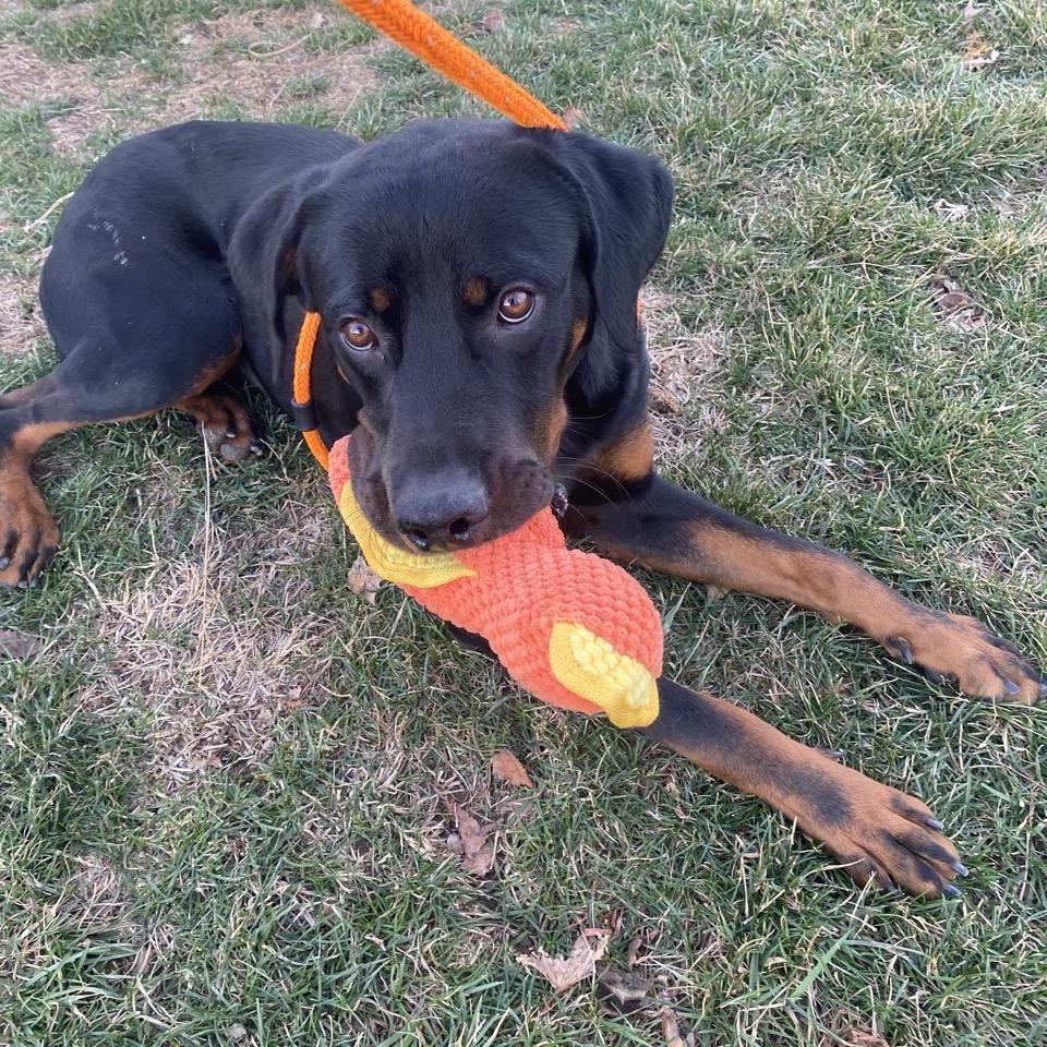 Pad Thai thumbnail 2