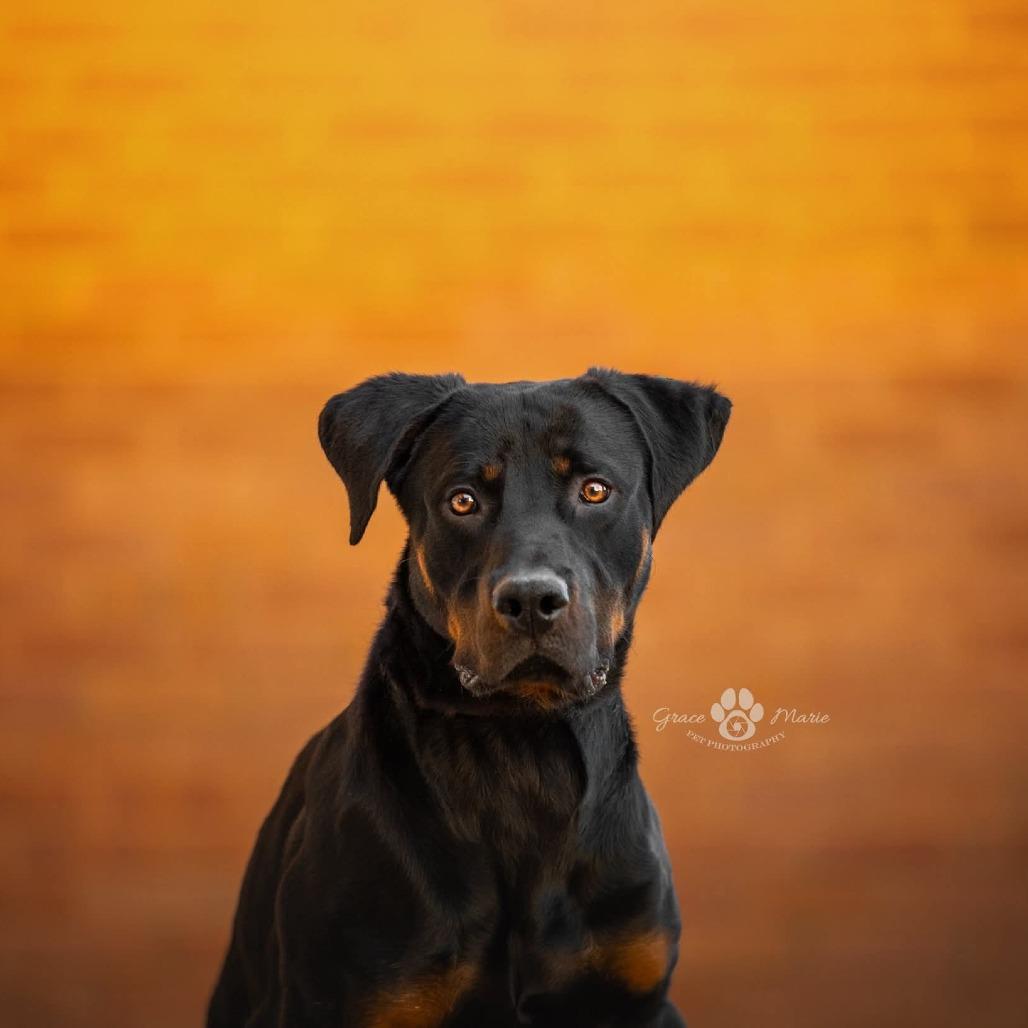 Pad Thai thumbnail 3