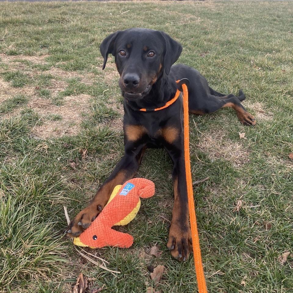 Pad Thai thumbnail 4