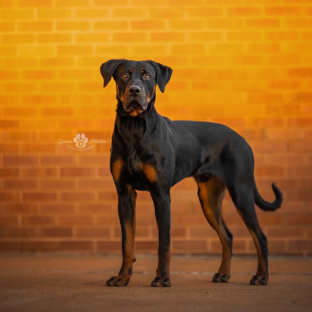 Pad Thai thumbnail 5