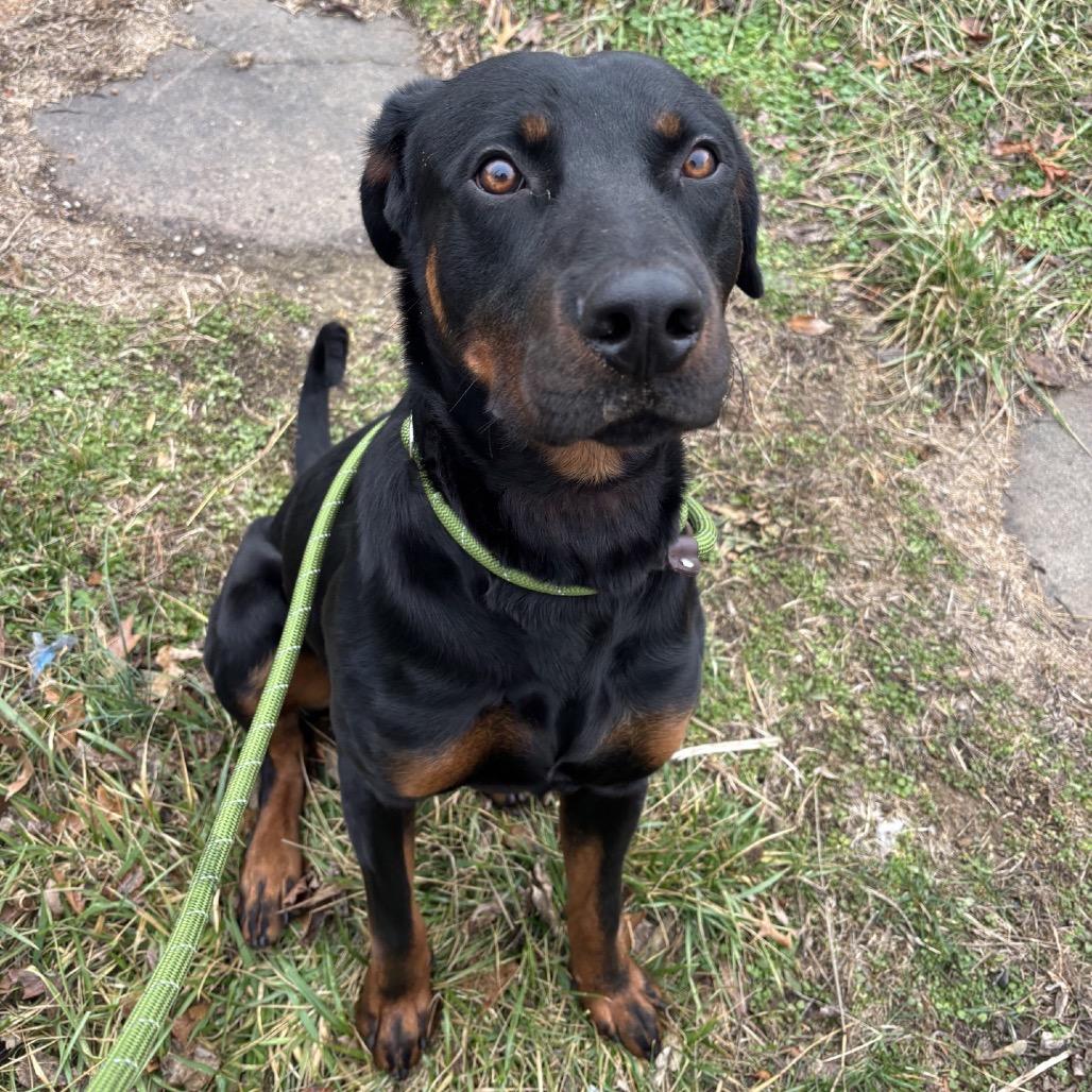 Pad Thai thumbnail 6