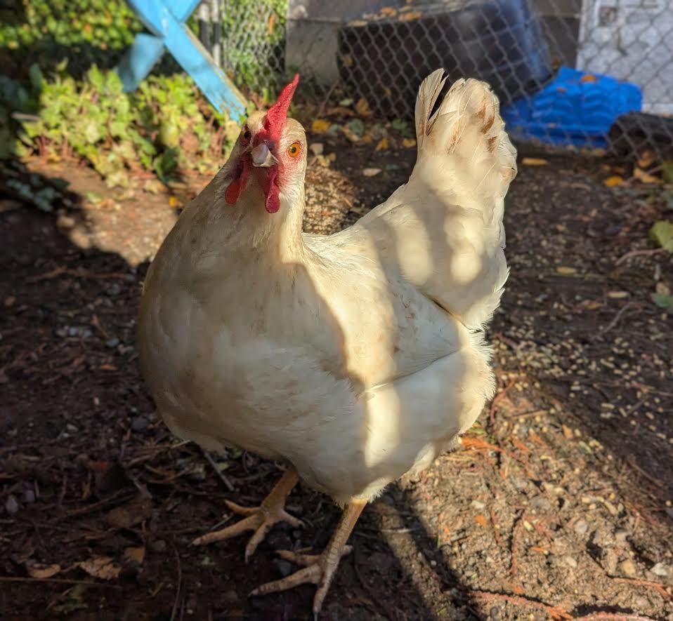 Dolly Part-Hen
