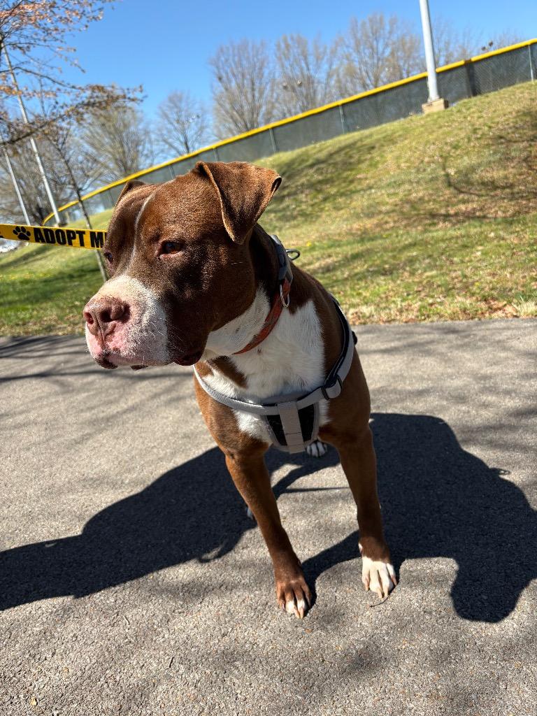 Enlarge Shawn, a Adoptable mixed breed in Murray, KY image 1/5