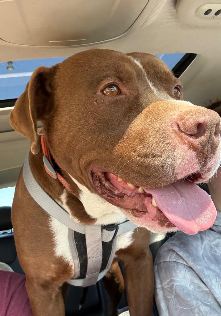 Enlarge Shawn, a Adoptable mixed breed in Murray, KY image 2/5