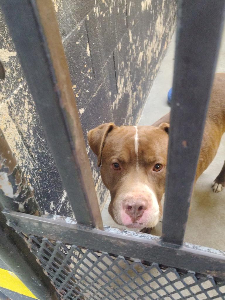 Enlarge Shawn, a Adoptable mixed breed in Murray, KY image 3/5