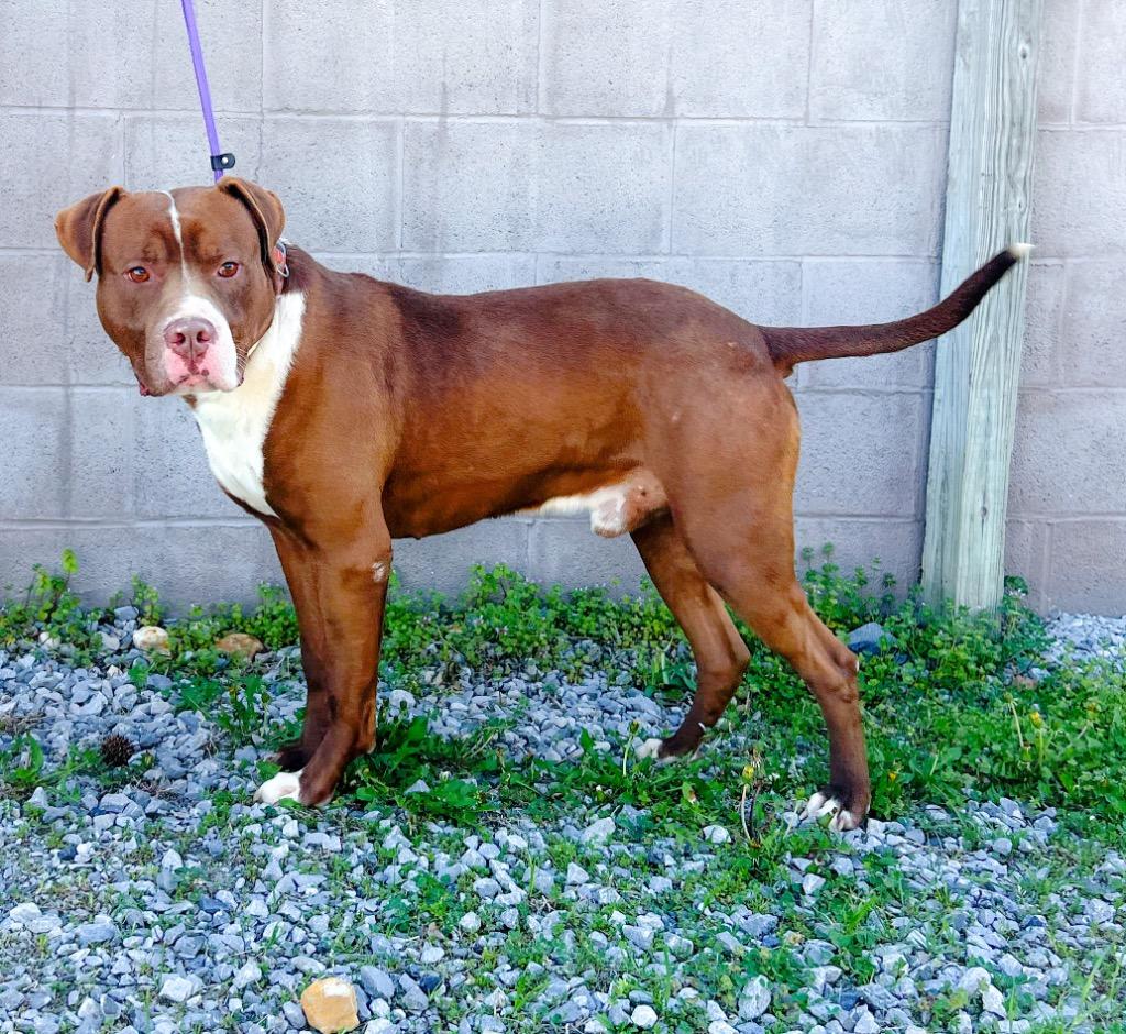 Enlarge Shawn, a Adoptable mixed breed in Murray, KY image 4/5