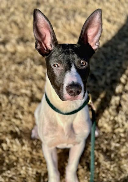 Mitch, ADOPTABLE, Young Male Rat Terrier.