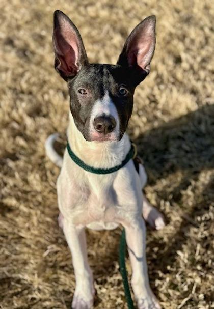 Enlarge Mitch, a ADOPTABLE Rat Terrier in Saratoga Springs, NY image 3/3