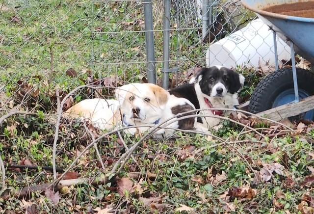 Peyton, a Adoptable Border Collie in Indianapolis, IN image 1/3