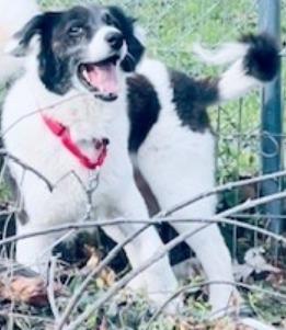 Peyton, a Adoptable Border Collie in Indianapolis, IN image 2/3