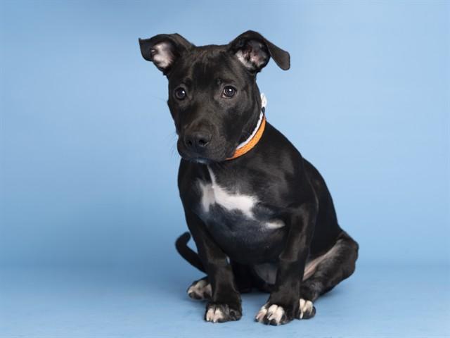 Enlarge LAYLA, a Adoptable Pit Bull Terrier in Phoenix, AZ image 1/1