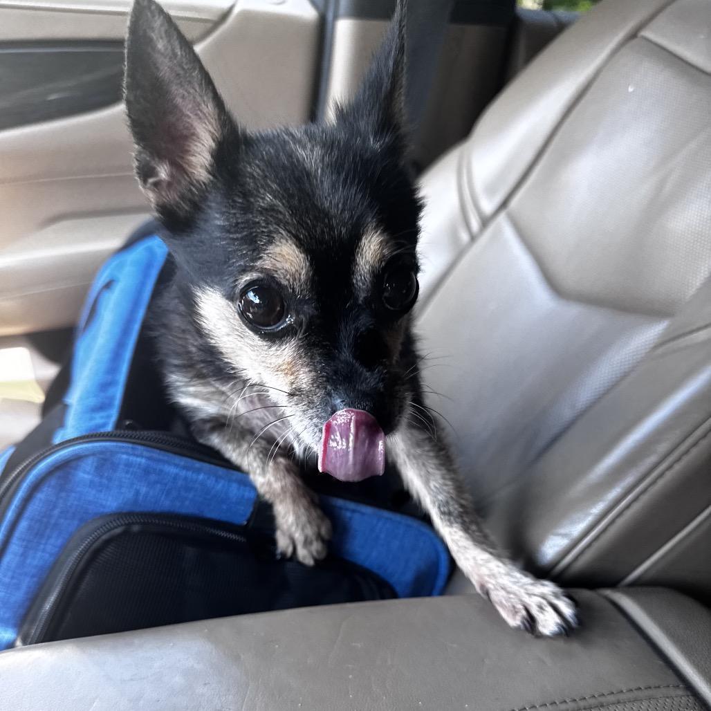 Chi Chi, Adoptable, Senior Male Mixed Breed.