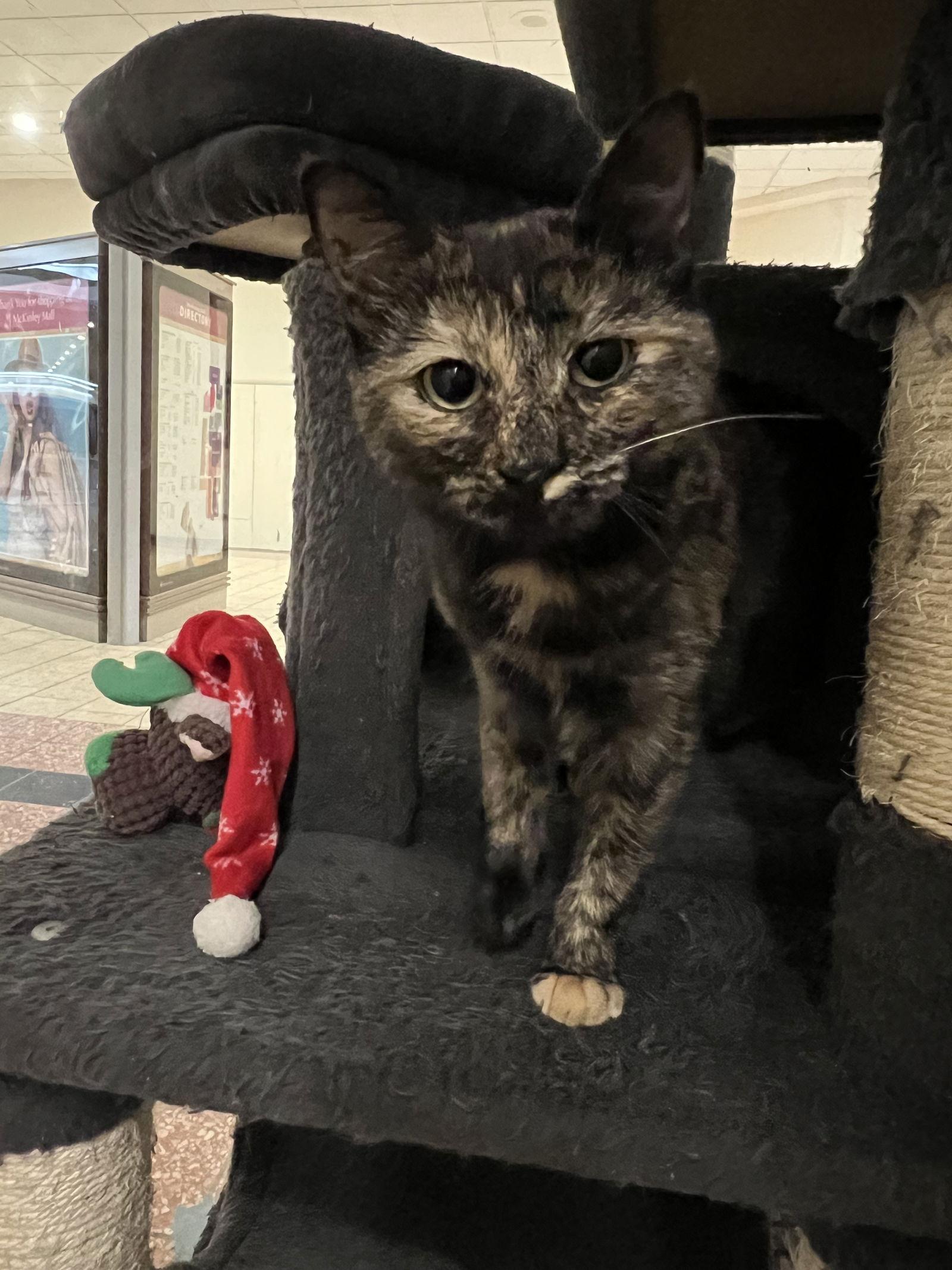 Enlarge Cori, a Adoptable Domestic Short Hair in Blasdell, NY image 1/1