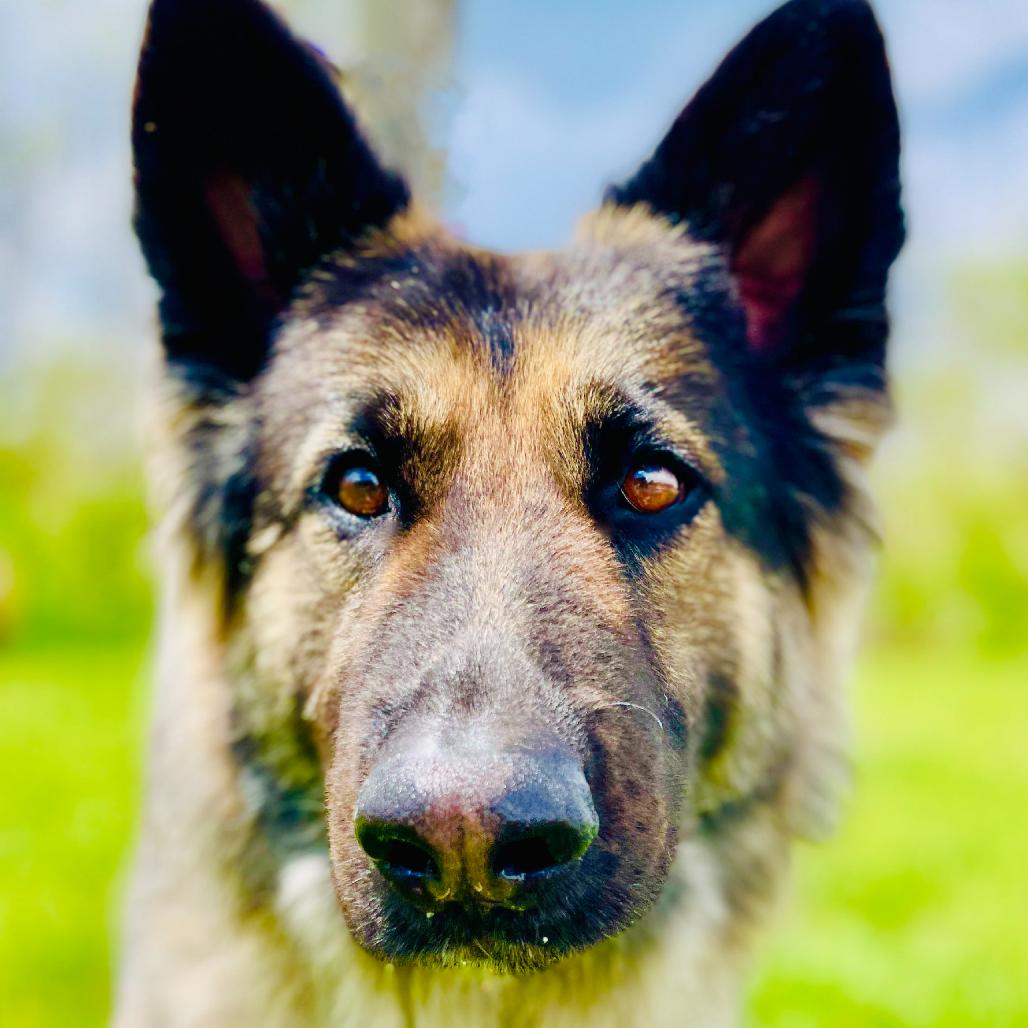 Phoenix, Adoptable, Adult Female German Shepherd Dog.