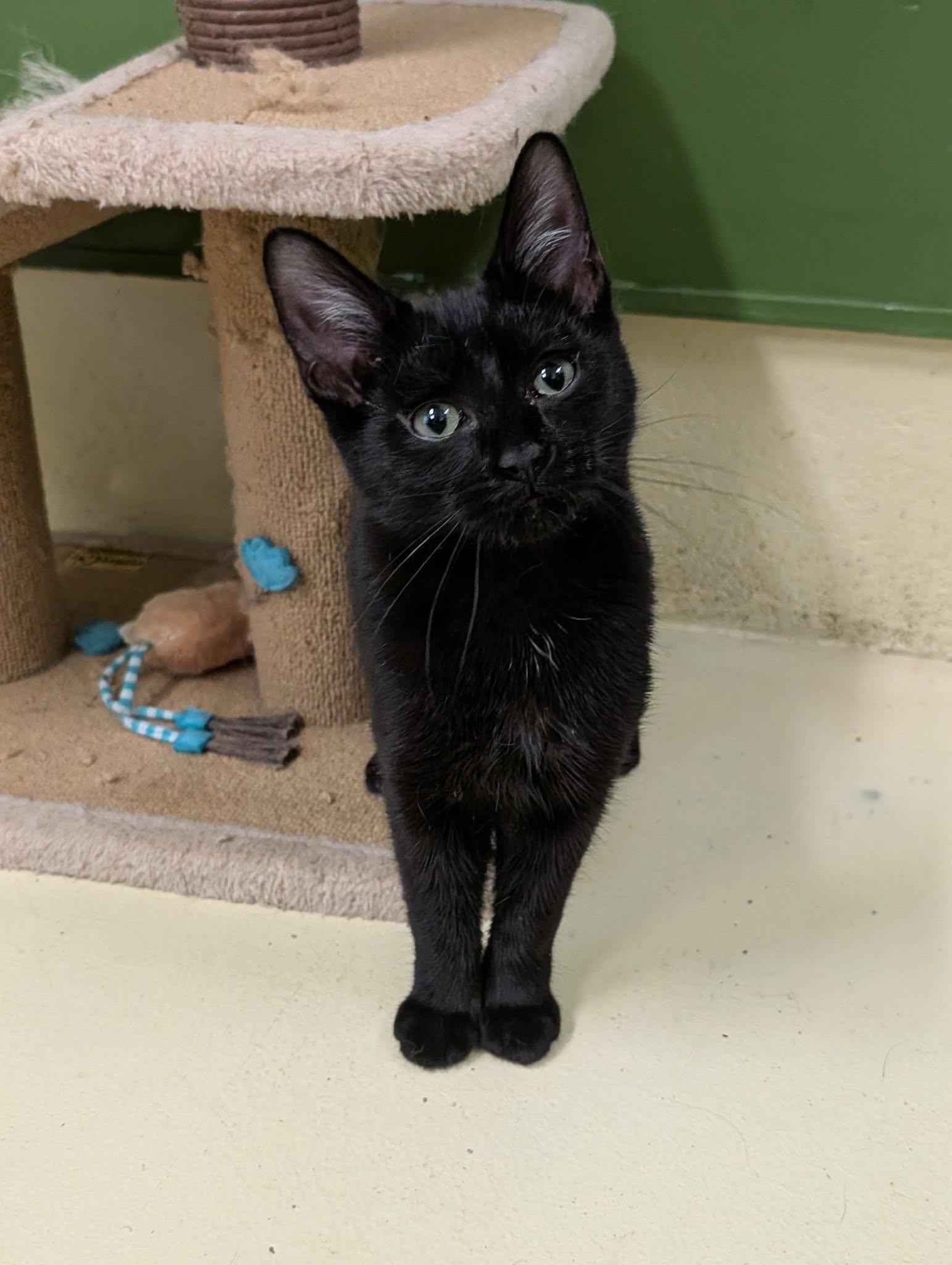 Enlarge Caroline, a ADOPTABLE mixed breed in Newburgh, IN image 1/1