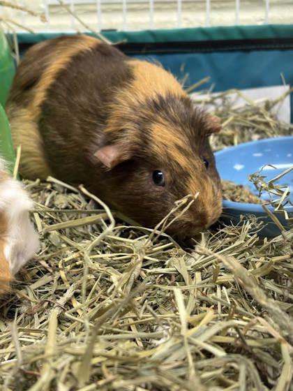 Enlarge Coriander, a Adoptable Guinea Pig in Lowell, MA image 1/1