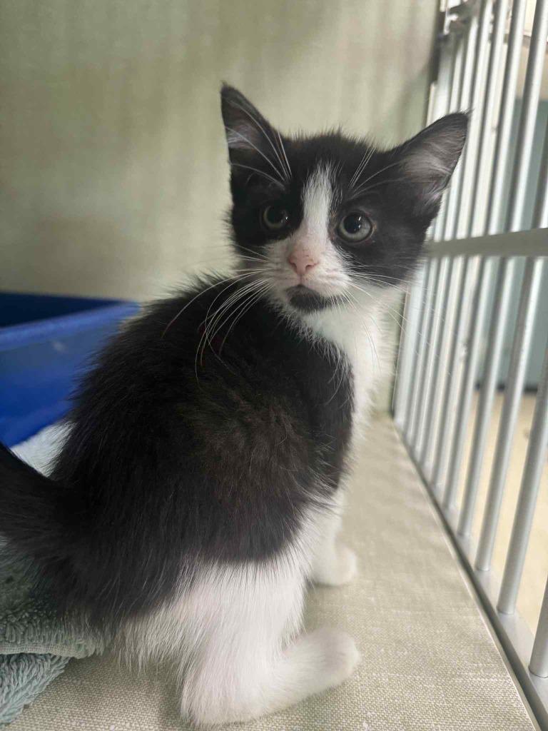 Yuta, Adoptable, Young Female Domestic Short Hair.