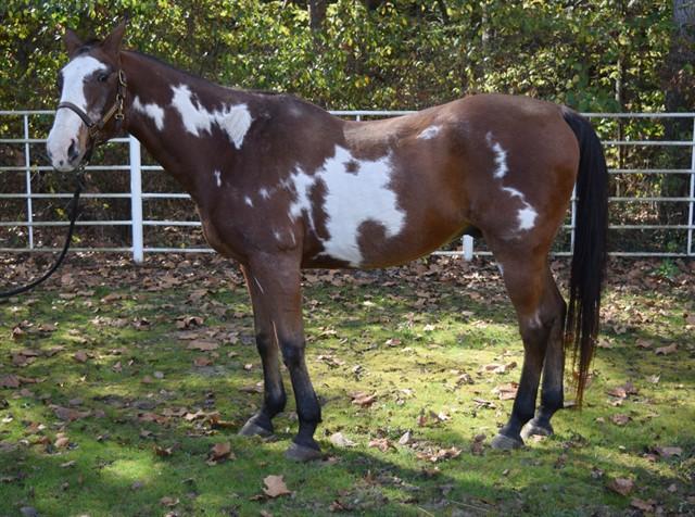 PRINCE GEORGE, Adoptable, Senior Male Paint / Pinto.