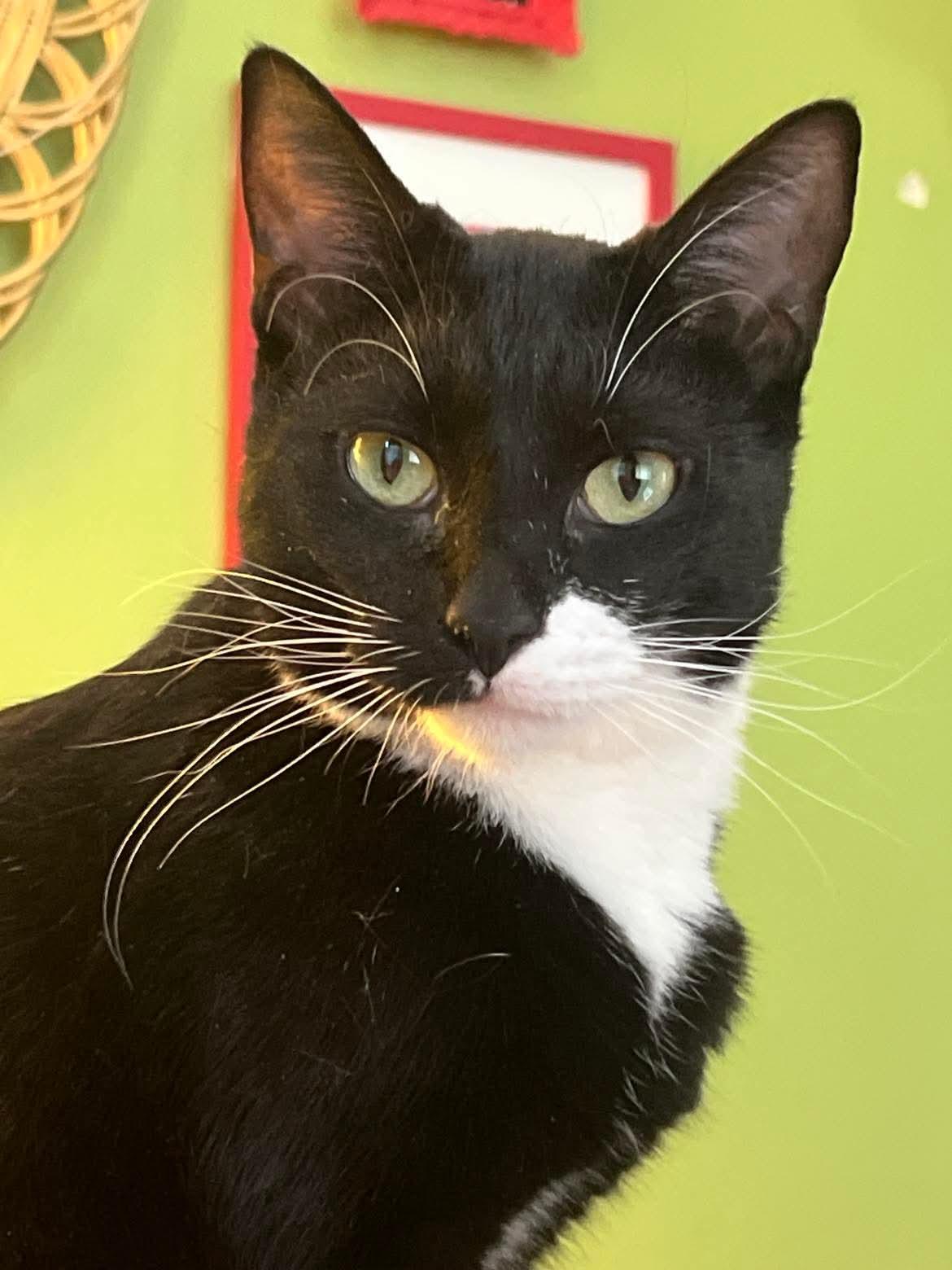 Enlarge Comet A3, a Adoptable Domestic Short Hair in Milwaukee, WI image 2/6