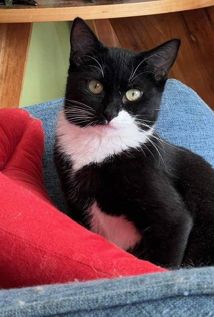 Comet A3, Young Female Domestic Short Hair