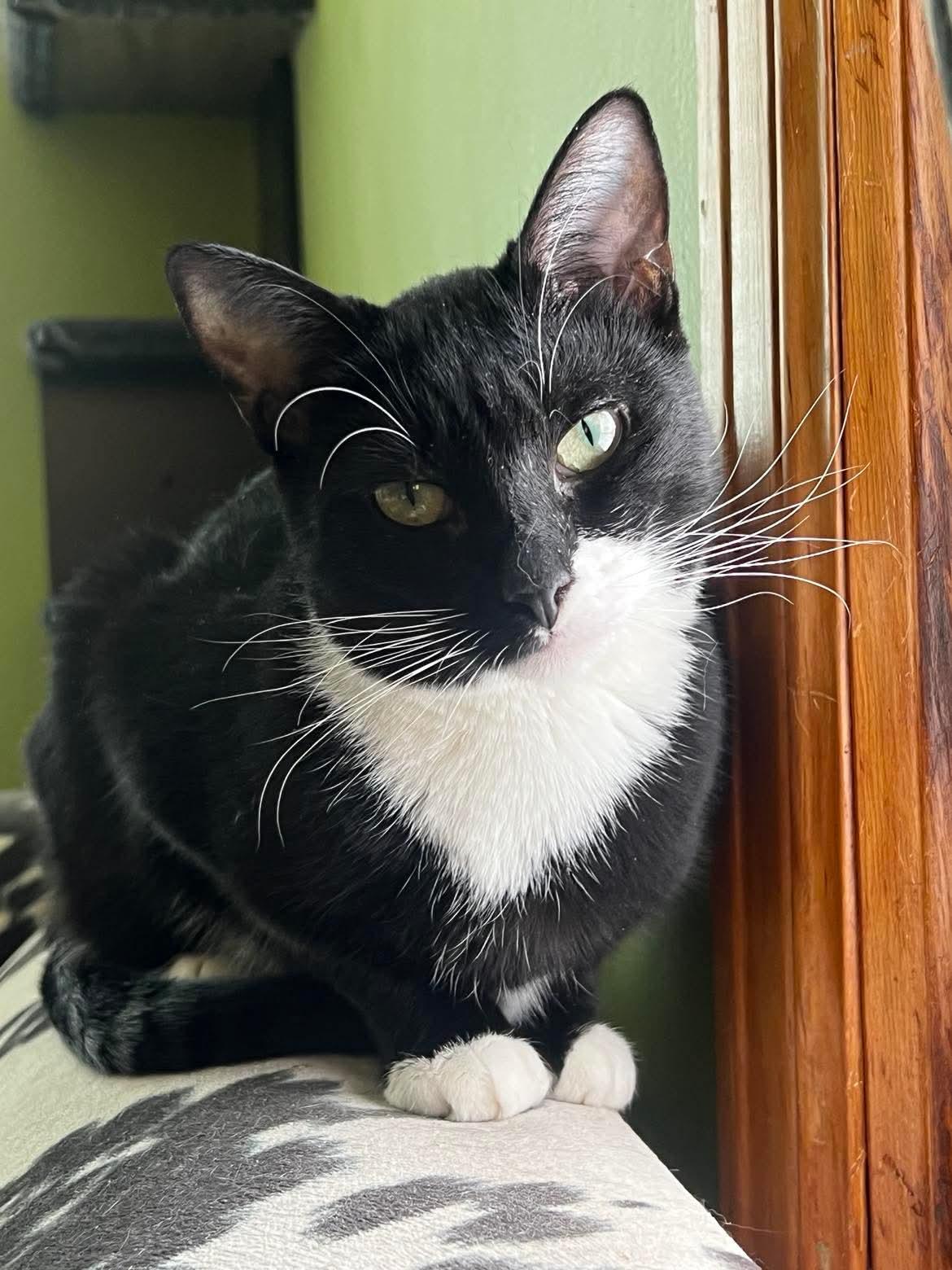 Enlarge Comet A3, a Adoptable Domestic Short Hair in Milwaukee, WI image 1/6