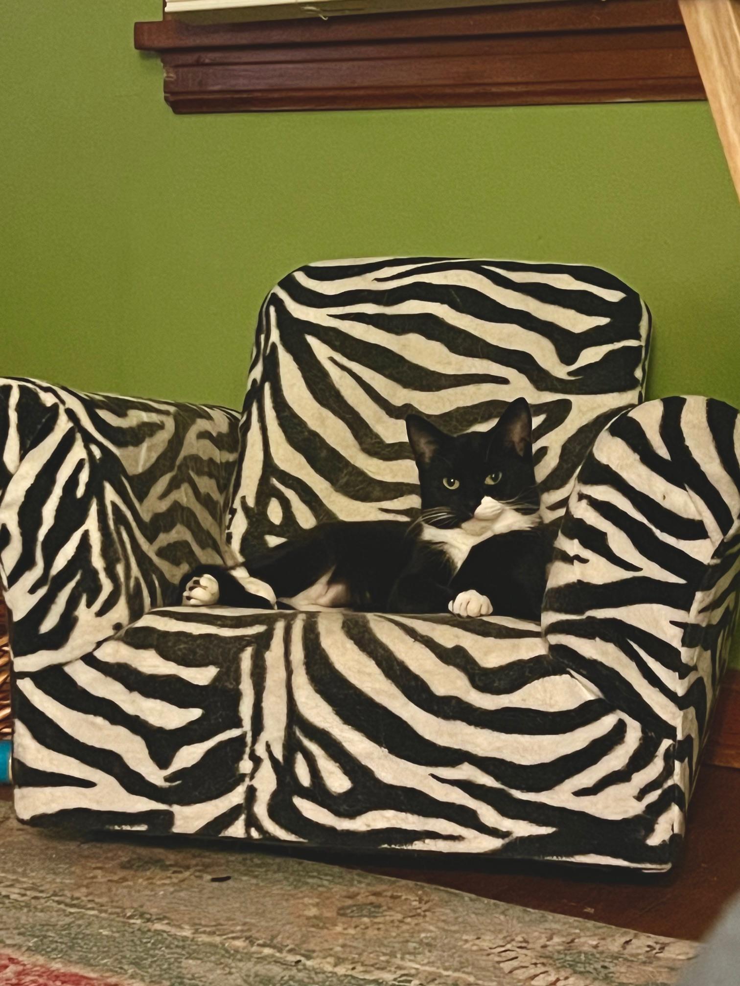 Comet A3, an adoptable Domestic Short Hair in Milwaukee, WI, 53207 | Photo Image 4