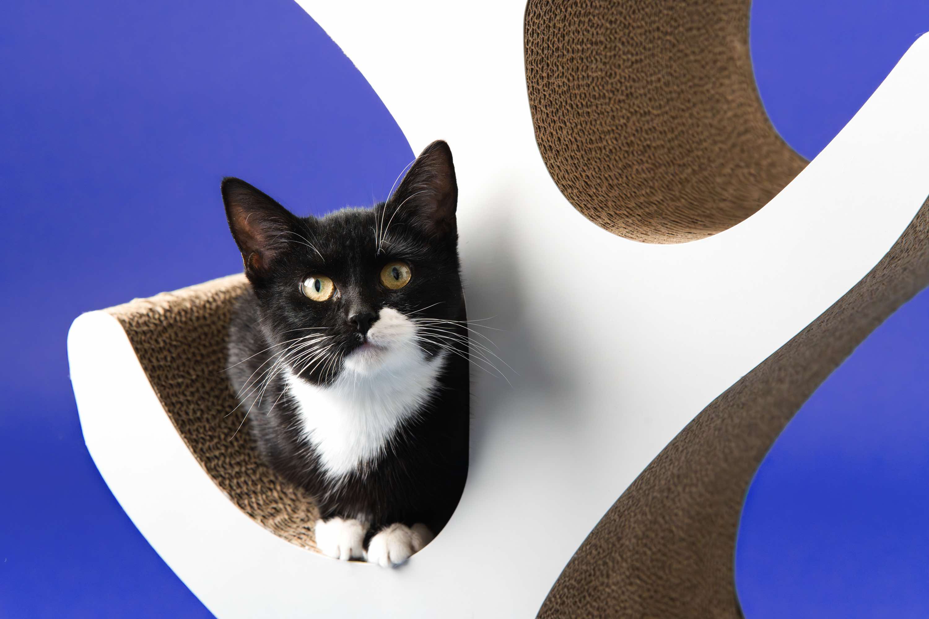 Comet A3, a Adoptable Domestic Short Hair in Milwaukee, WI image 5/5