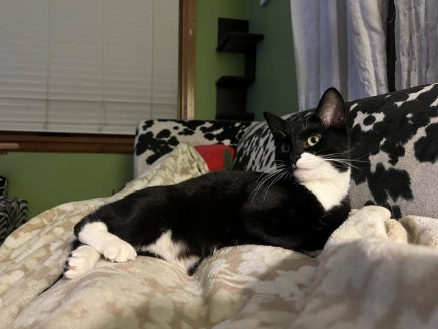 Comet A3, a Adoptable Domestic Short Hair in Milwaukee, WI image 2/5