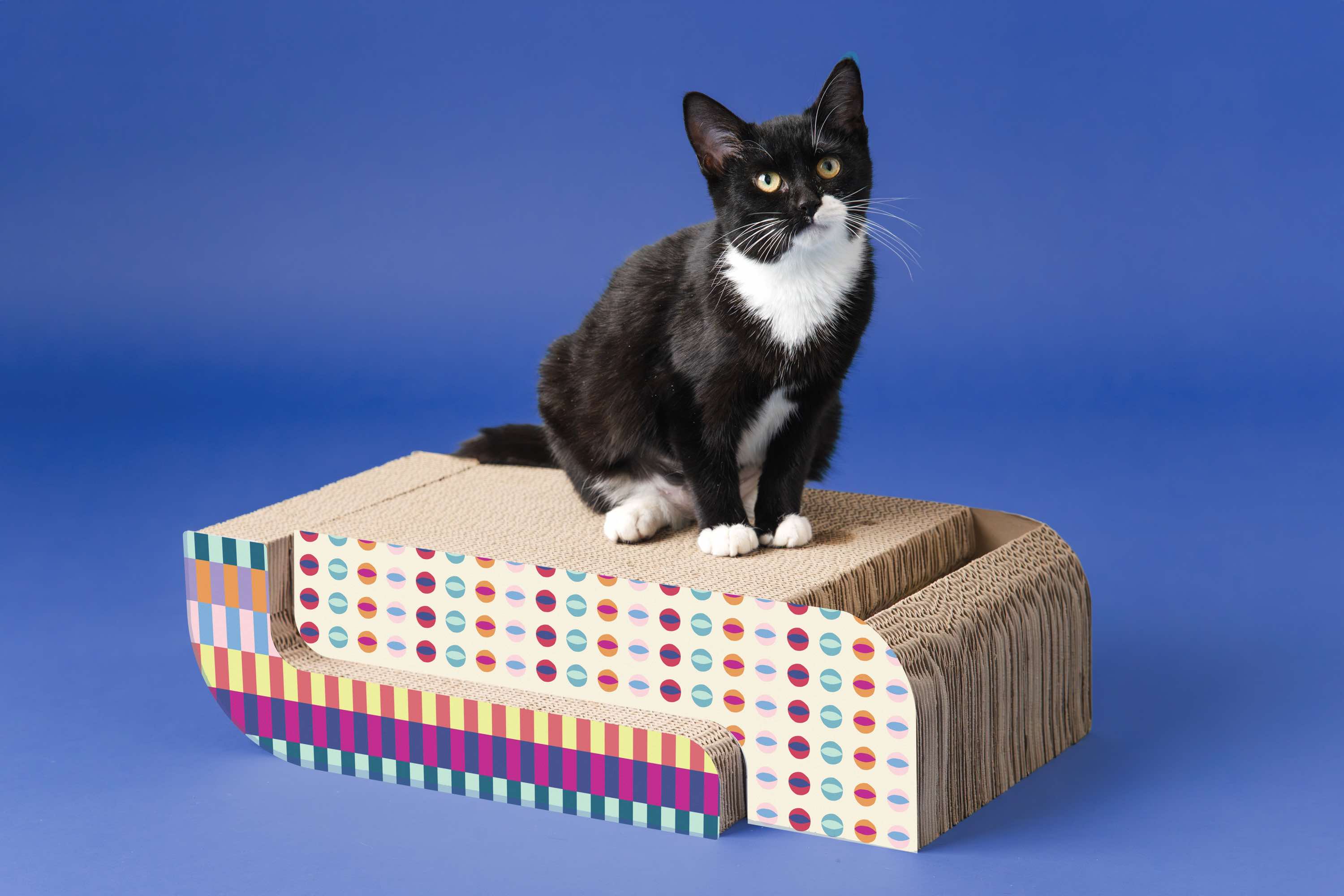 Comet A3, an adoptable Domestic Short Hair in Milwaukee, WI, 53207 | Photo Image 3