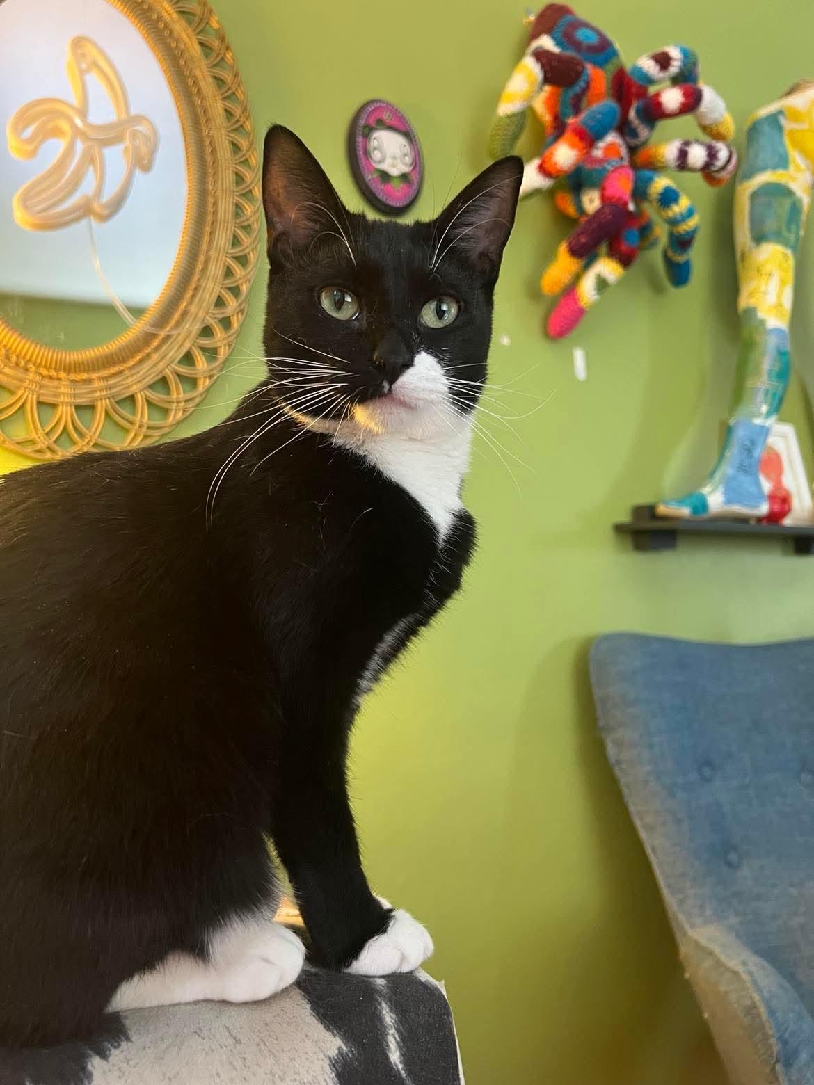 Enlarge Comet A3, a Adoptable Domestic Short Hair in Milwaukee, WI image 6/6