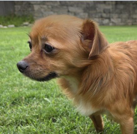 Enlarge Ollie, a Adoptable Chihuahua in Austin, TX image 1/1