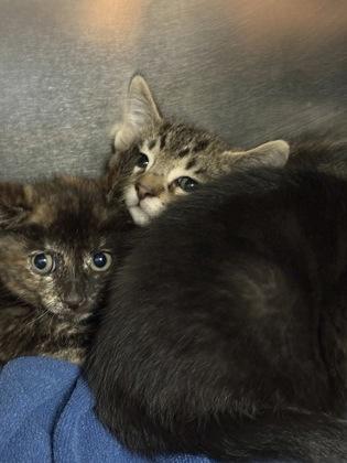Shield, Adoptable, Kitten Female Domestic Short Hair.
